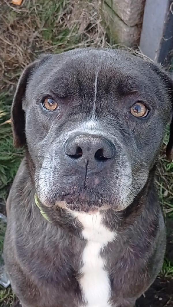 🆘 URGENTE – GOLIA CERCA CASA! 🆘 Foto 7